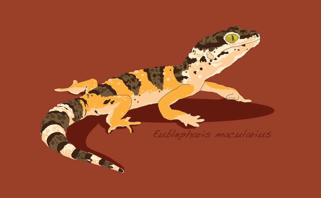 1024x632 Leopard Gecko Vector By Insanus Draconem