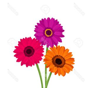 300x300 Photostock Vector Vector Pink Orange And Purple Gerbera Flowers