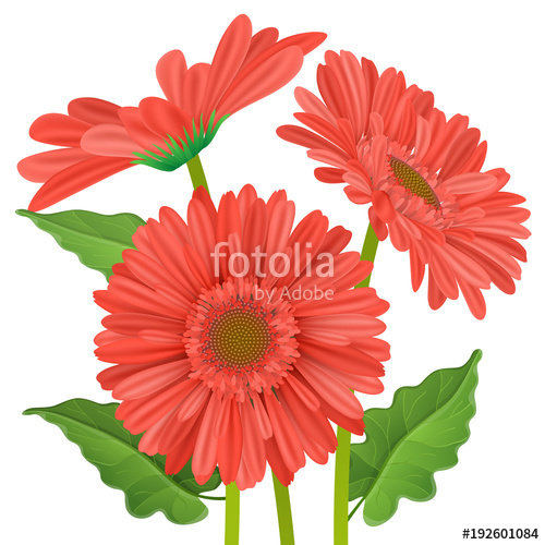 500x500 Three Gerbera Daisy Flower With Red Petals In Different Position