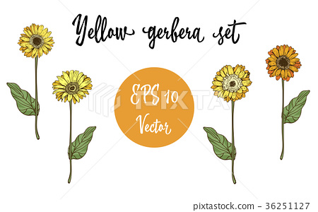 450x300 Vector Set Of Gerbera Daisy Yellow Flowers