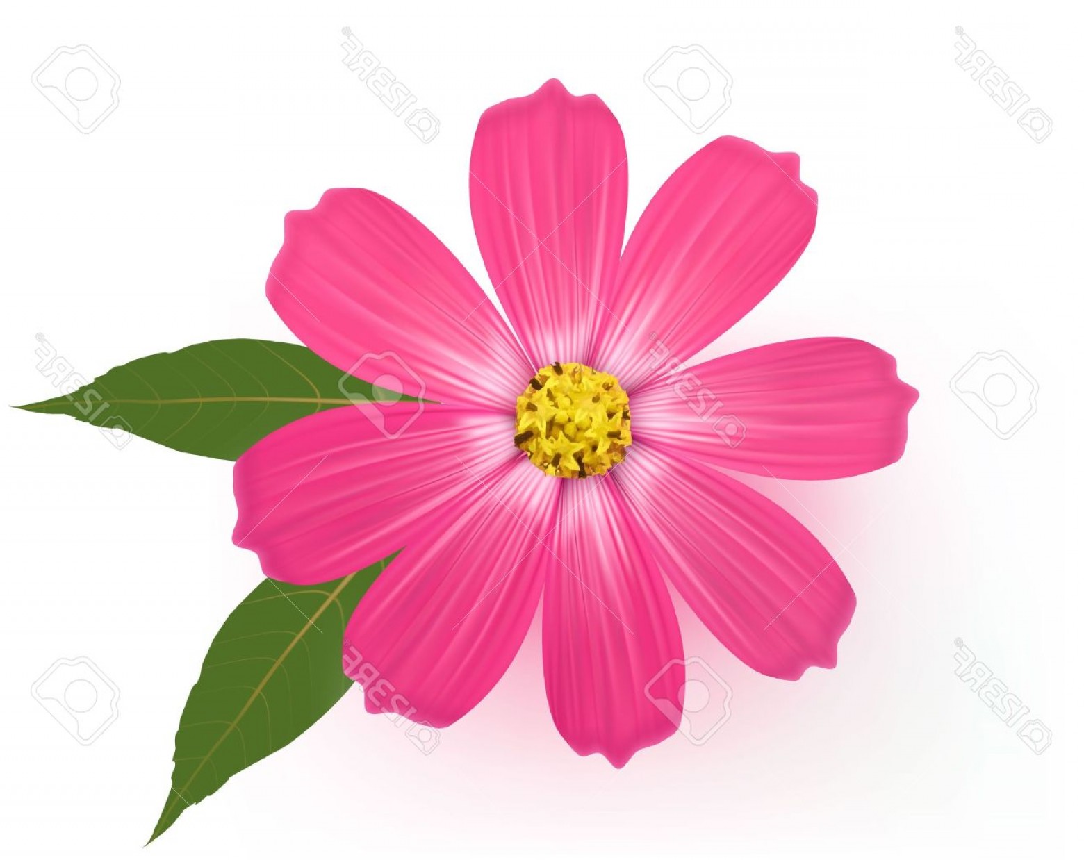 1560x1238 Daisy Flower Vector Lazttweet