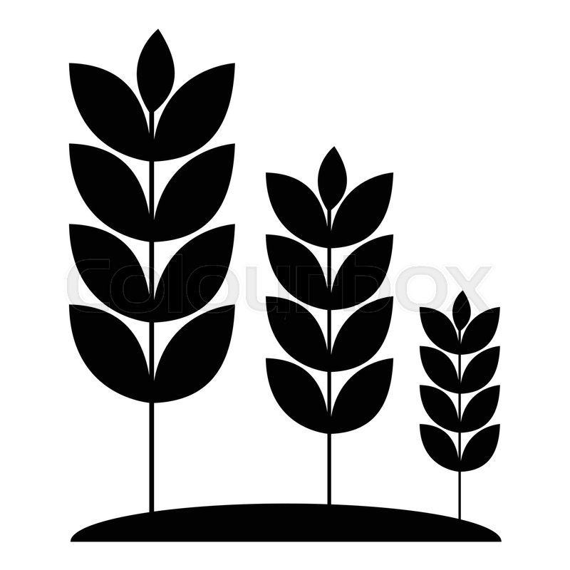 800x800 Wheat Germ Icon. Simple Illustration Of Wheat Germ Vector Icon For