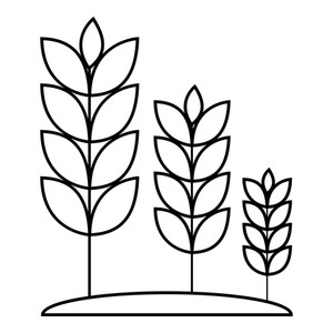 300x300 Wheat Germ Royalty Free Vectors