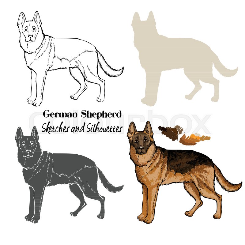 800x800 Hand Drawn Dogs Sketches. German Shepherd. Vector Illustration