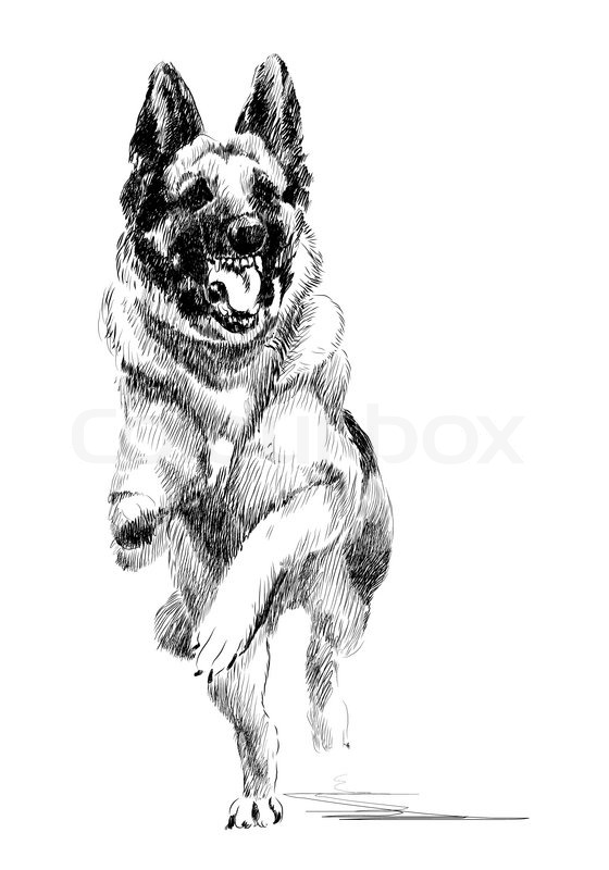560x800 Ink Portrait Of The Running German Shepherd Dog Stock Vector