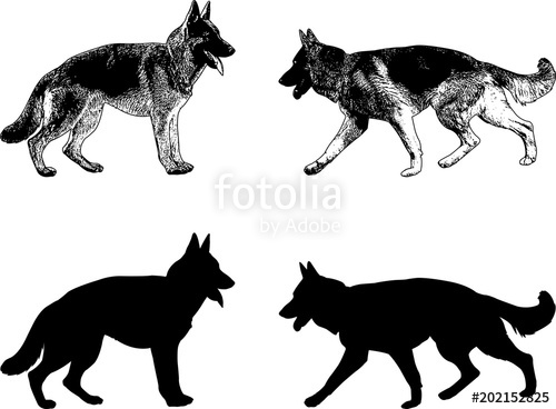 500x368 German Shepherd Dog Silhouette And Sketch