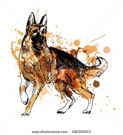428x470 Colored Hand Drawing Of A German Shepherd. Vector Illustration