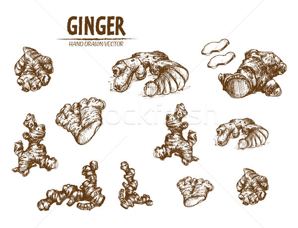 600x460 Ginger Stock Vectors, Illustrations And Cliparts Stockfresh