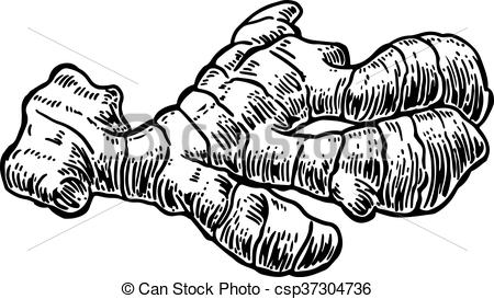 450x273 Ginger. Root. Vintage Retro Vector Illustration For Herbs And