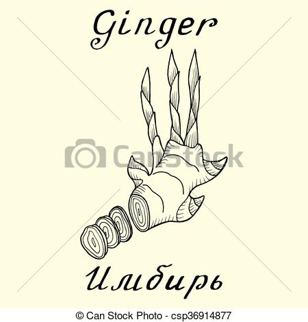 450x470 Ginger. Vector Ink Drawing And Hand Lettering. In English And