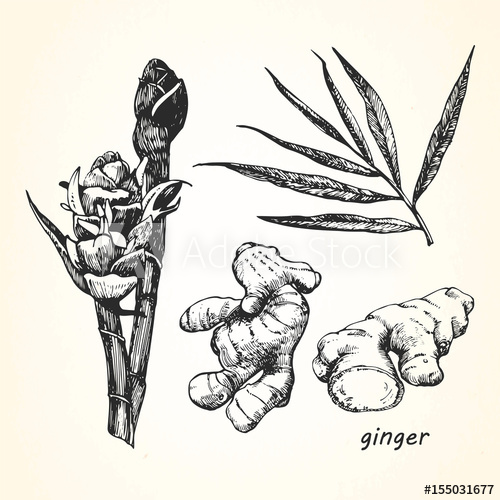 500x500 Hand Drawn Illustration Of Ginger. Vector