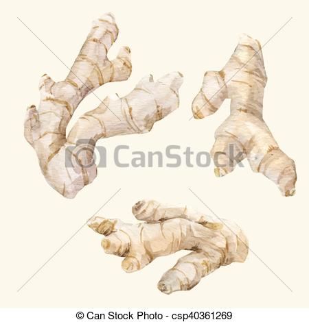 450x470 Watercolor Hand Drawn Ginger. Beautiful Vector Image With