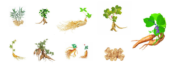 Ginseng Vector