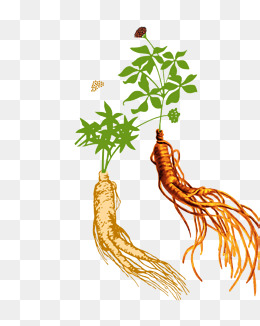 260x326 Ginseng Material Png Images Vectors And Psd Files Free