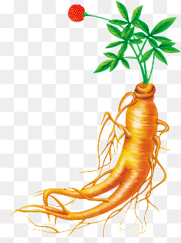 260x348 Ginseng Png Images Vectors And Psd Files Free Download On Pngtree