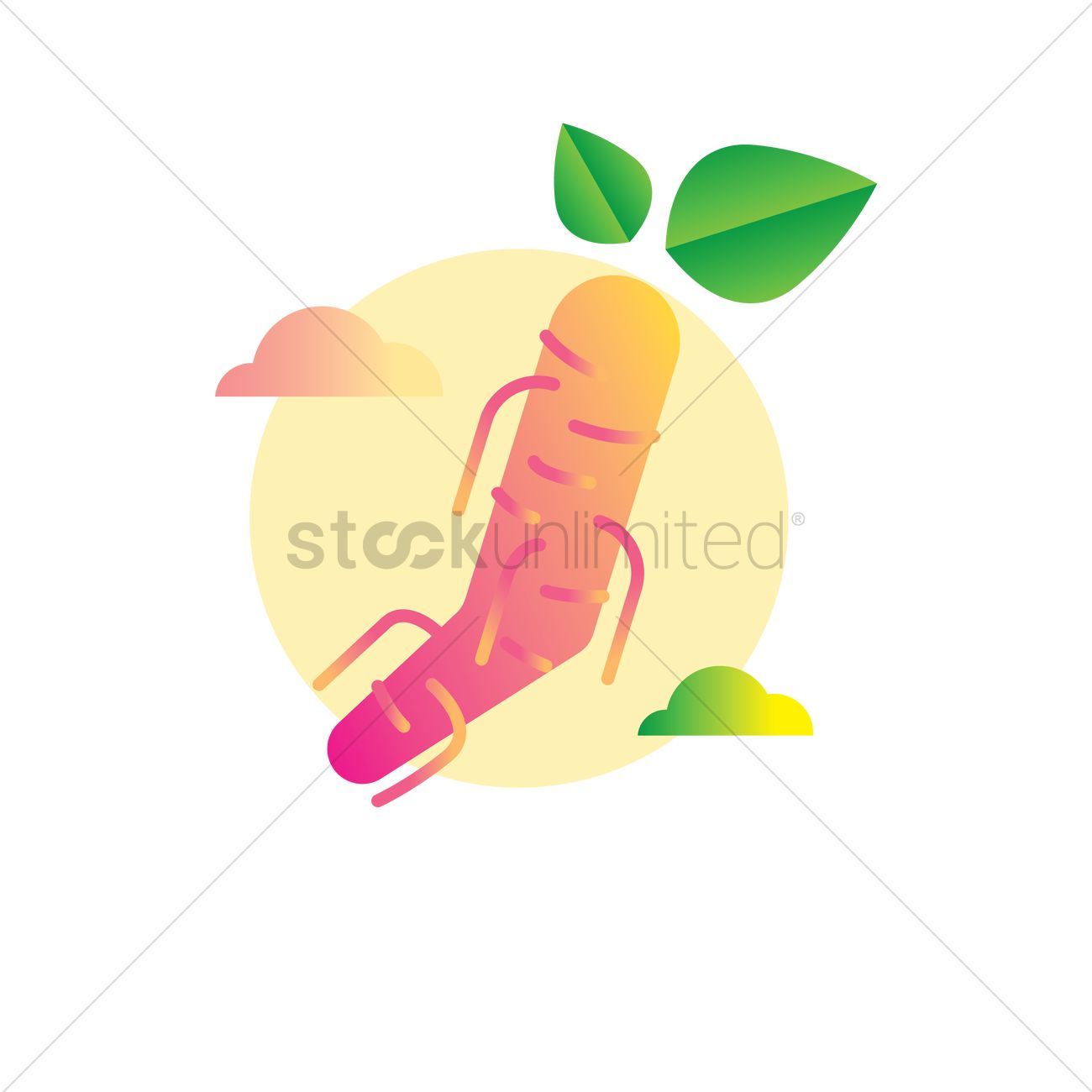 1300x1300 Ginseng Vector Image