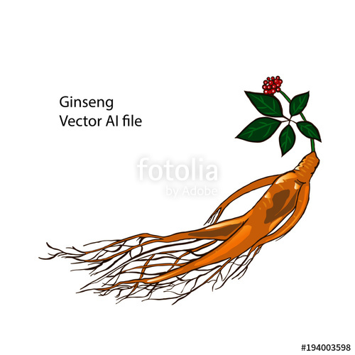 500x500 Ginseng Vector Stock Image And Royalty Free Vector Files On