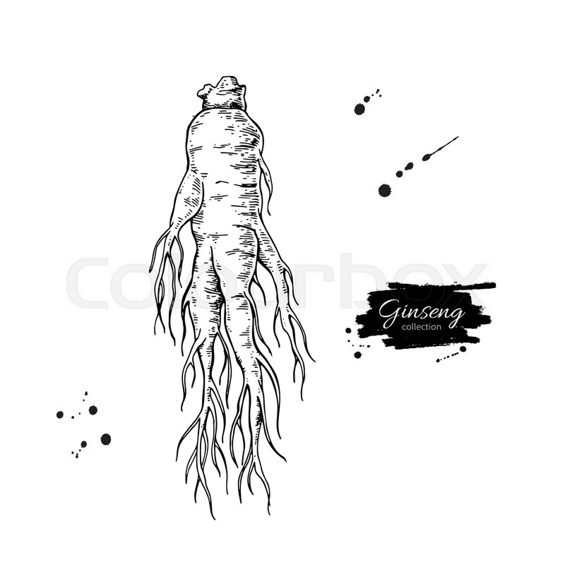 800x800 Ginseng Root Vector Drawing. Medical Plant Sketch. Engraved
