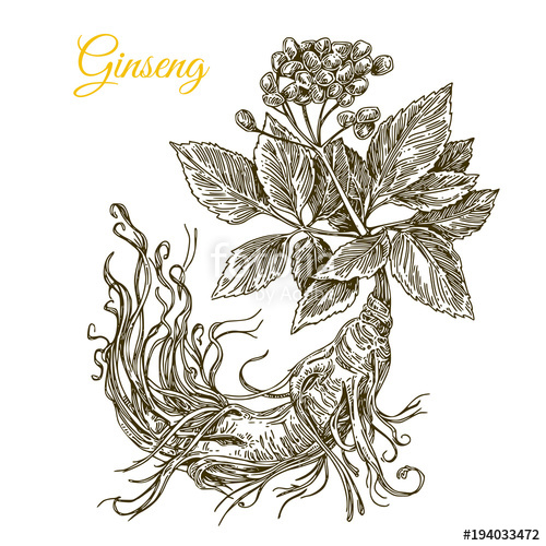 500x500 Ginseng Root. Engraving Style. Vector Illustration. Stock Image