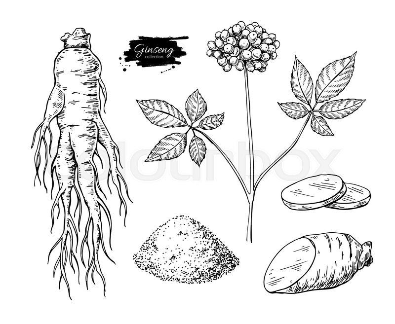 800x657 Ginseng Vector Drawing. Medical Plant Sketch. Engraved Botanical