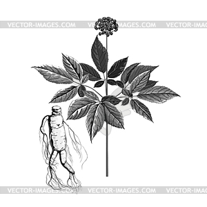 300x300 Grayscale Plant Ginseng