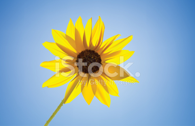677x440 Girasol Stock Vector