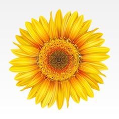 236x236 Girasol Vector, Realista Flores