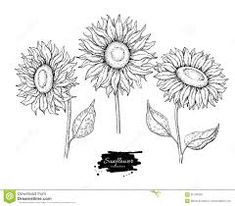 235x206 Hand Drawn Vector Artwork In Pen Amp Ink Style Of A Sunflower