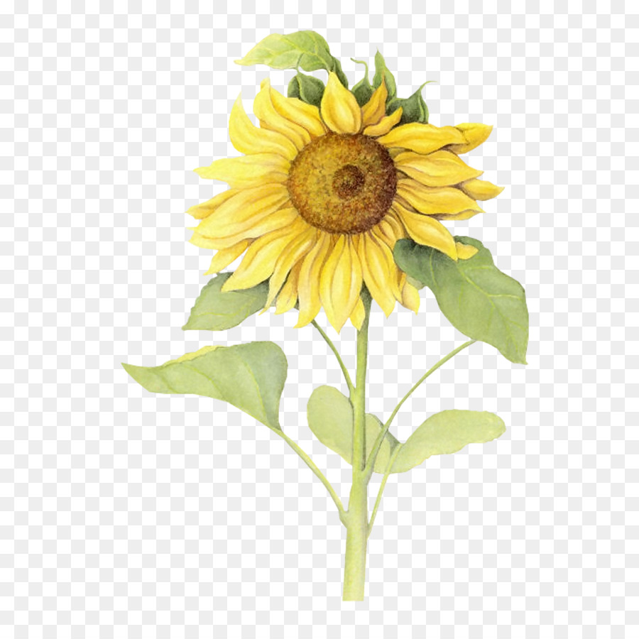 Girasol Vector at GetDrawings | Free download