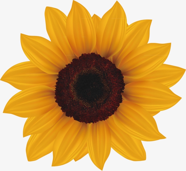 650x598 Girasoles Madura Pintado A Mano Girasol Vector Png Y Vector