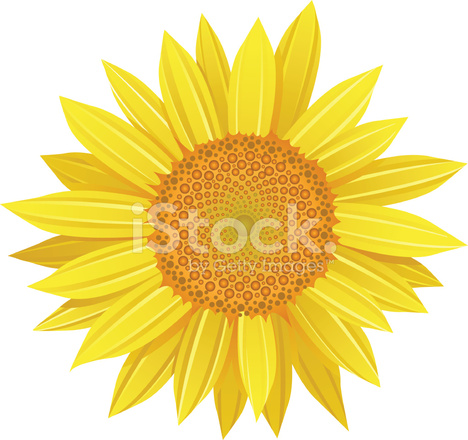 468x440 Vector De Girasol Stock Vector