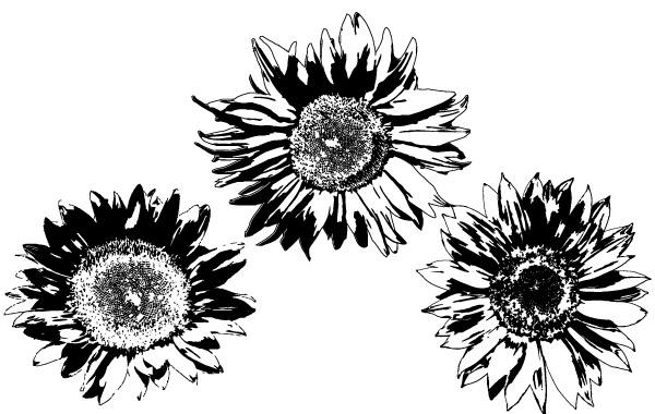 600x380 Vectores Gratis Girasoles