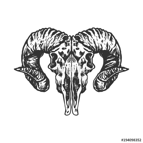 500x500 Goat Skull Head Vector Illustration Stock Image And Royalty Free