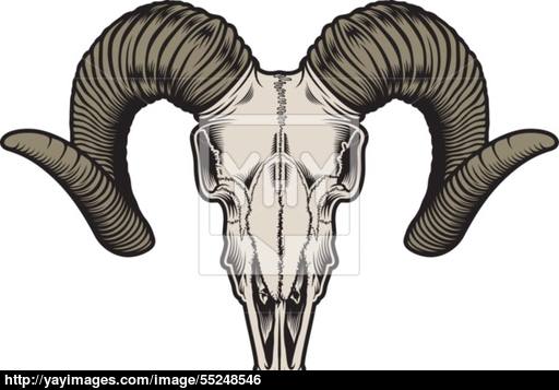 512x357 Goat Skull Vector Vector