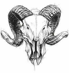 236x248 Vector Illustration Of An Isolated Goat Skull . Black Line Work