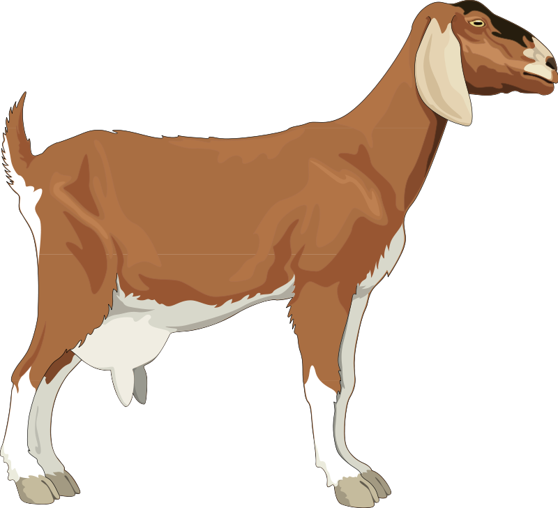 800x728 Goat Free Vector 4vector