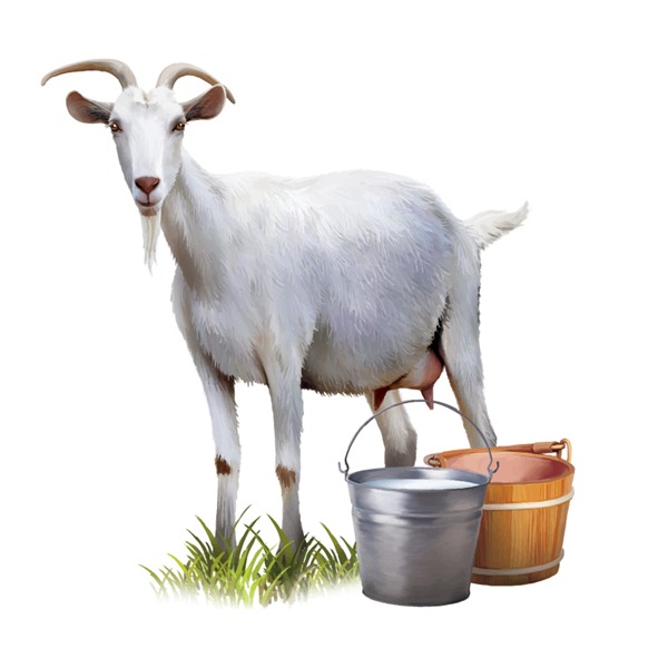 600x600 Realistic White Goat Vector Graphics My Free Photoshop World