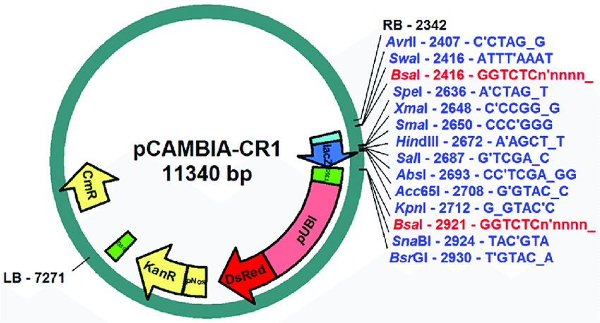 850x458 New Pcambia Golden Gate Vector. Schematic Backbone Of The