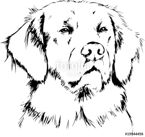 500x472 Golden Retriever Stock Image And Royalty Free Vector Files On