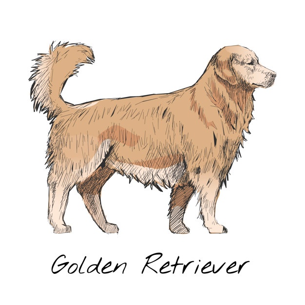 626x626 Golden Retriever Vectors, Photos And Psd Files Free Download