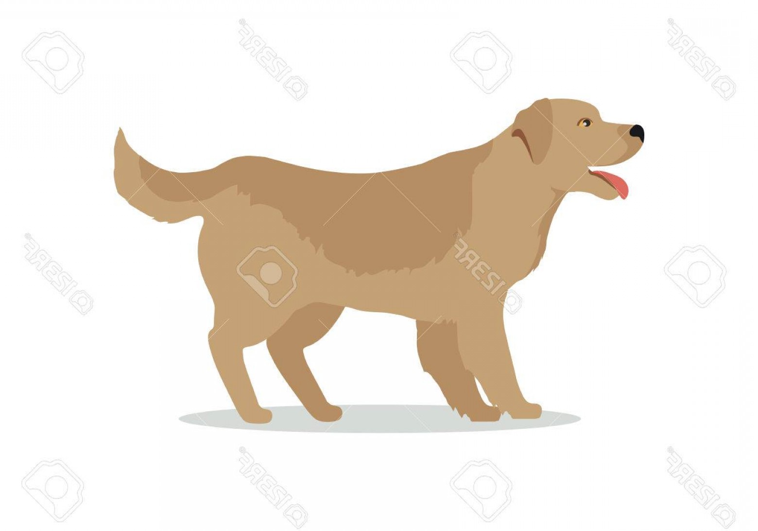 1560x1092 Photostock Vector Golden Retriever Dog Isolated On White Labrador