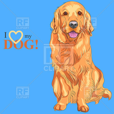 400x400 Sitting Golden Retriever On The Blue Background