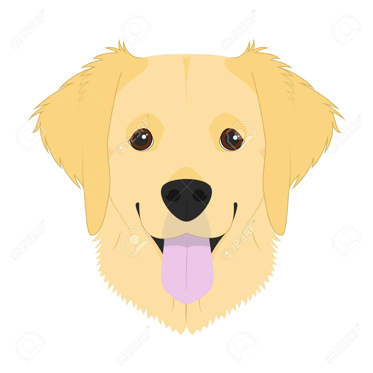 1300x1300 63210381 Golden Retriever Dog Isolated On White Background Vector