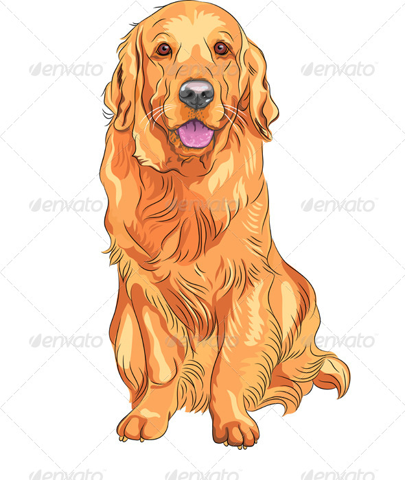 590x700 Vector Dog Breed Golden Retriever Sitting By Kavalenkava