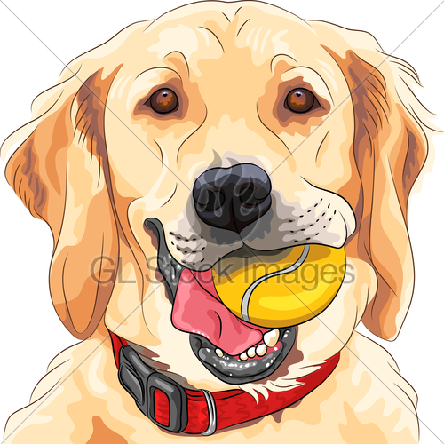 500x500 Vector Funny Dog Breed Golden Retriever With Ball Gl Stock Images