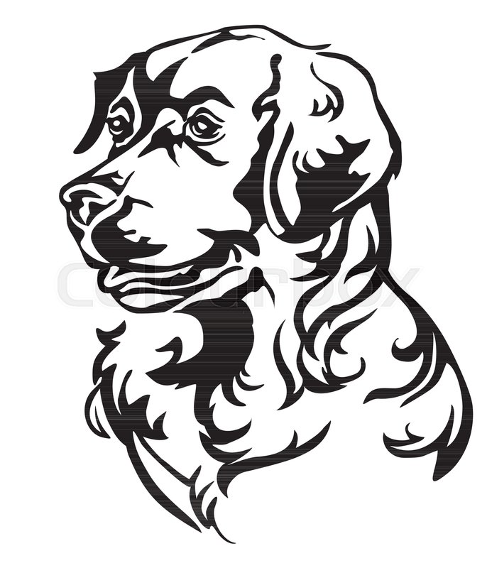686x800 Decorative Portrait In Profile Of Dog Golden Retriever, Vector