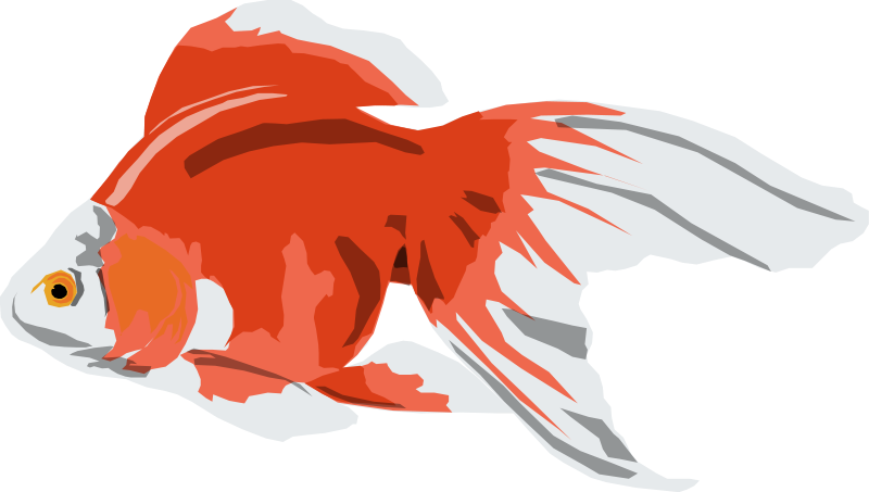 800x453 Goldfish Free Vector 4vector