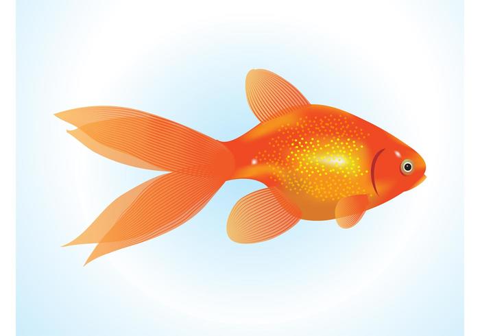 700x490 Goldfish Vector