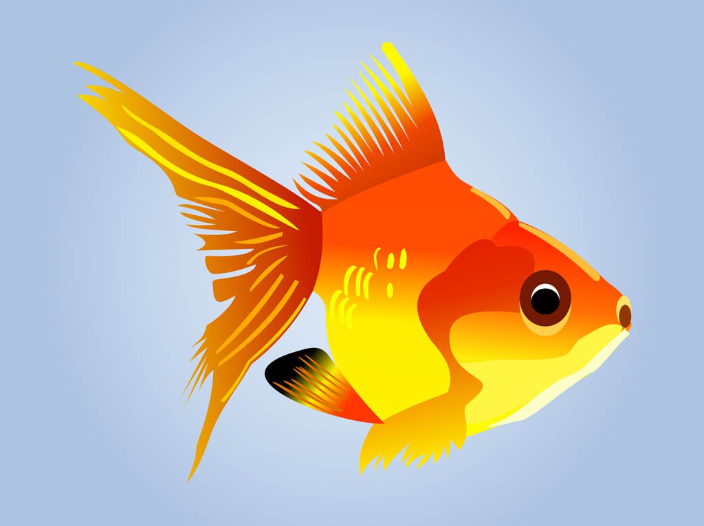 1024x765 Goldfish Vector Art Amp Graphics