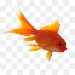 260x260 Goldfish Vector Png Images Vectors And Psd Files Free Download